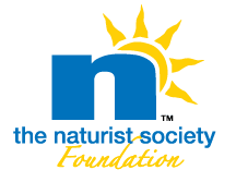 n_logo_clr-Foundation-01.png
