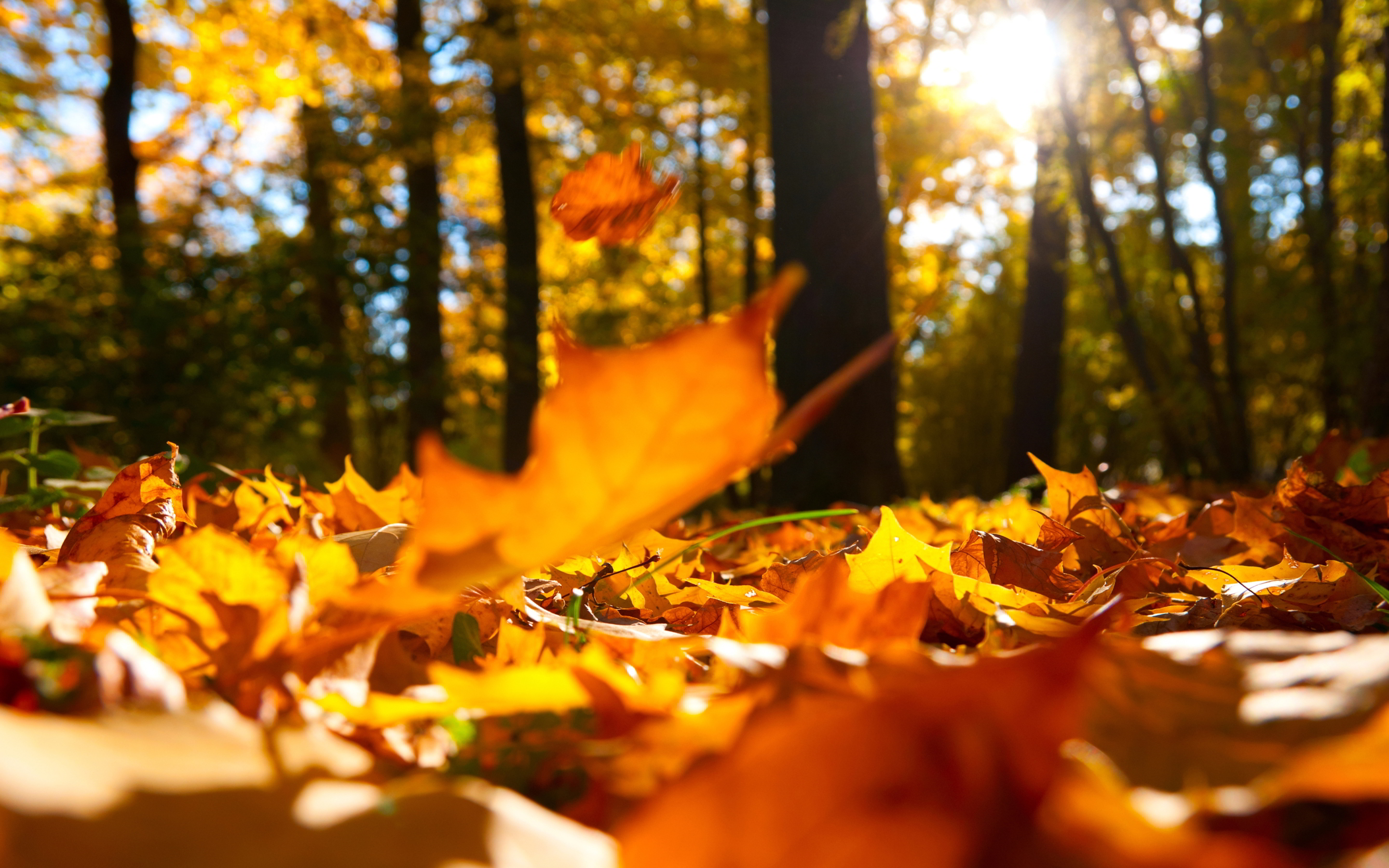 autumn-falling-leaves-ground-1.jpg